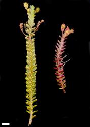 Veronica biggarii. Sprigs from two plants from the same population, showing variation in leaf colour. Scale = 10 mm.
 Image: M.J. Bayly & A.V. Kellow © Te Papa CC-BY-NC 3.0 NZ